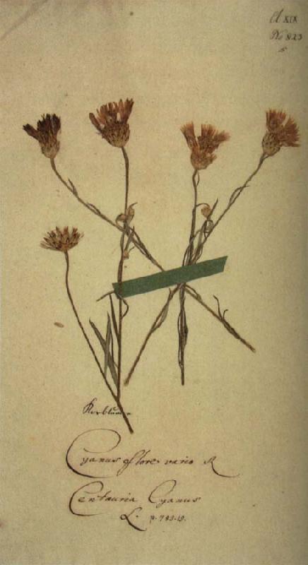 Johann Wolfgang von Goethe Herbarium sheet